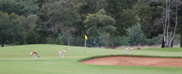 Idylle auf dem Golfplatz in Potchefstroom - Gazellen grasen auf den Grüns...