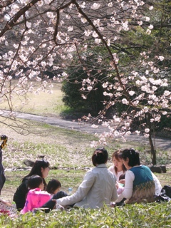 Impressionen der japanischen Kirschblte in Kakamigahara. Foto: Geiger